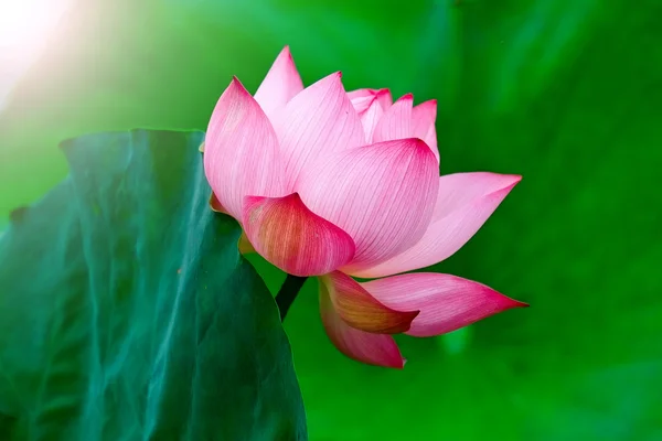 Flor de loto y flor de loto . — Foto de Stock