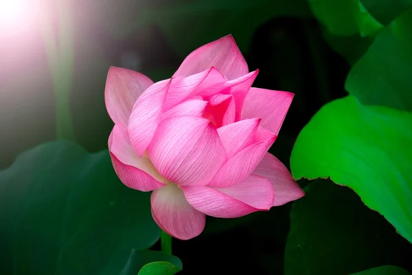 Lotus flower and lotus flower plant. — Stock Photo, Image