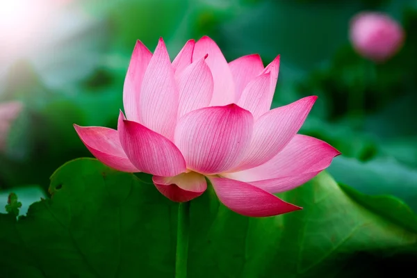 Lotus flower and lotus flower plant. — Stock Photo, Image