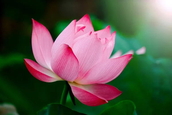 Belleza flor de loto en el sol . — Foto de Stock