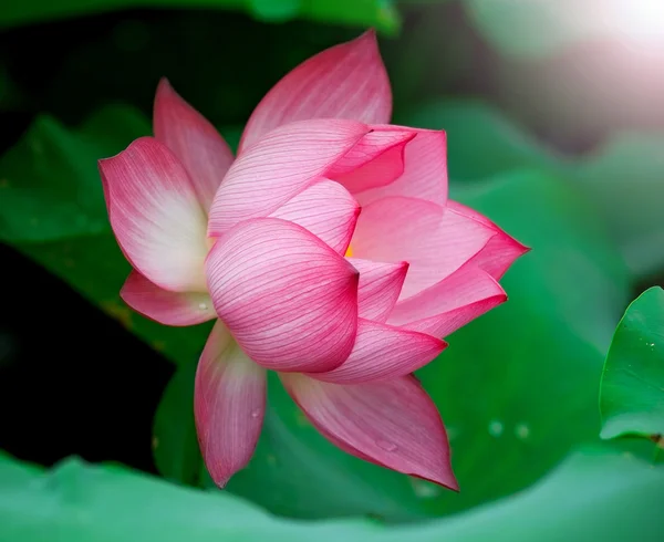 Skönhet lotusblomma i solen. — Stockfoto