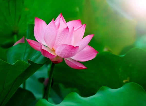 Belleza flor de loto en el sol . — Foto de Stock