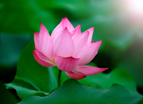 Прекрасный цветок лотоса на солнце — стоковое фото