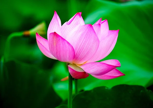 Beautyful lotus flower in the sun — Stock Photo, Image