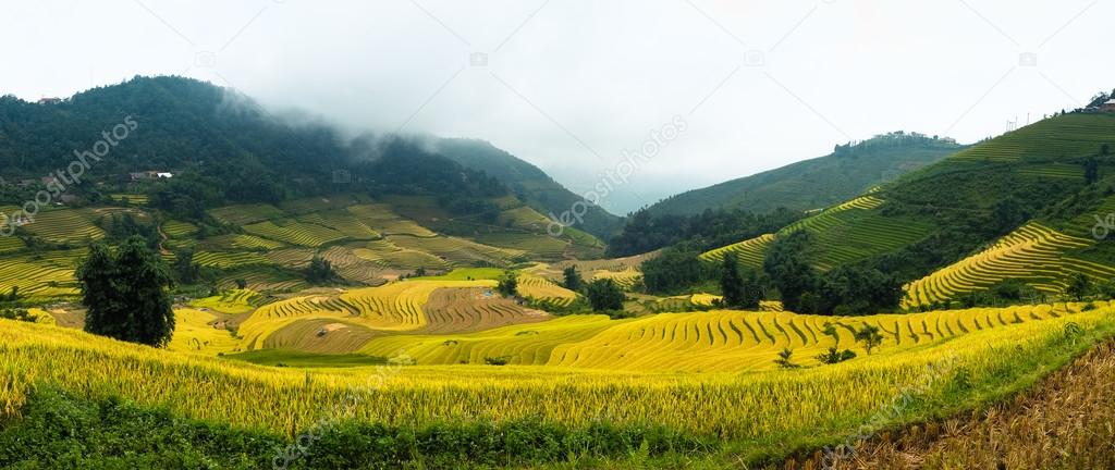 Rice fields on terraced of Sapa, Laocai, Vietnam