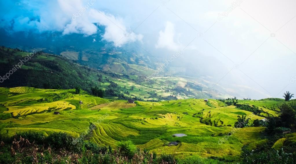 Rice fields on terraced of Sapa, Laocai, Vietnam