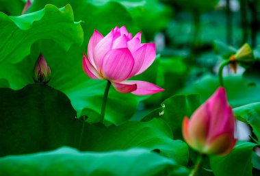 Güzellik lotus çiçeği.