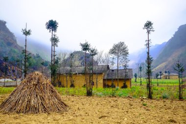 parlak sarı kanola veya kolza Vietnam güzel alan