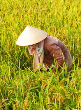 Orada alan pirinç hasat Vietnam çiftçi