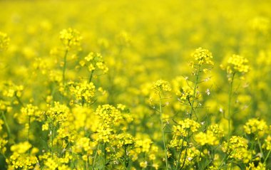 parlak sarı kanola veya kolza Vietnam güzel alan