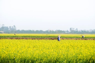 parlak sarı kanola veya kolza Vietnam güzel alan