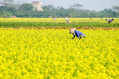 parlak sarı kanola veya kolza Vietnam güzel alan