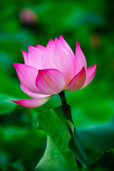 Beleza flor de lótus . — Fotografia de Stock