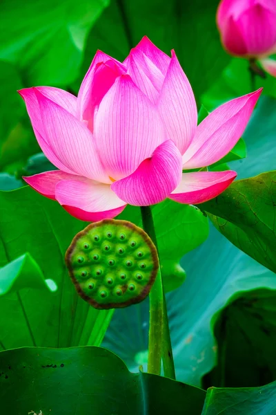 Beauty Lotus flower. — Stock Photo, Image