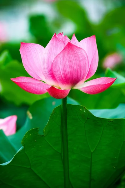 Belleza flor de loto . — Foto de Stock