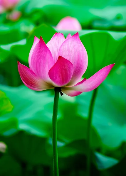 Piękno kwiat lotosu. — Zdjęcie stockowe