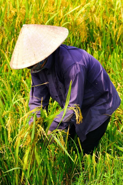 Vietnam bonde skörd ris på där fältet — Stockfoto