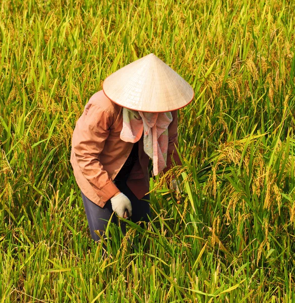 Fermier vietnamien récoltant du riz sur place — Photo