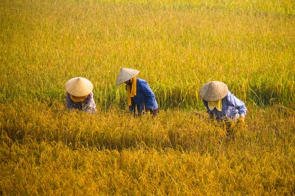 Vietnam landbouwer oogsten rijst op er veld — Stockfoto