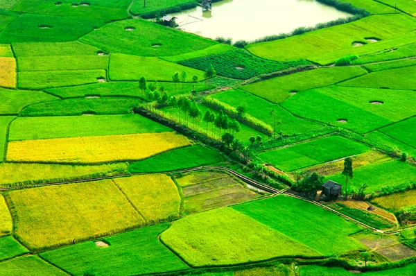 Risfälten i Langson, Vietnam. — Stockfoto