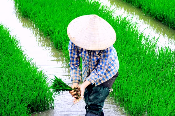 在河内，越南稻田. — 图库照片