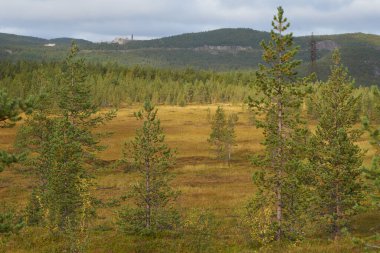 Kuzey ormanı, doğada sabah yürüyüşü