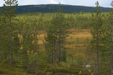 Kuzey ormanı, doğada sabah yürüyüşü                               