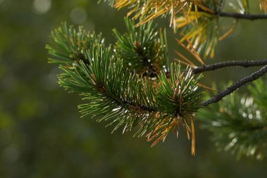 Kuzey ormanı, doğada sabah yürüyüşü                               