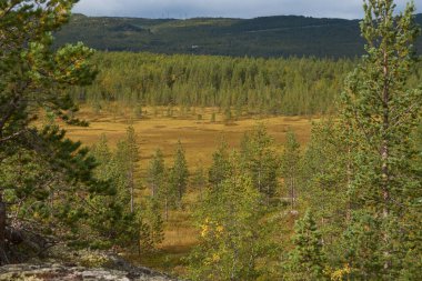 Kuzey ormanı, doğada sabah yürüyüşü                               
