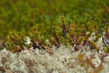 Kuzey ormanı, güzel doğa.                                         
