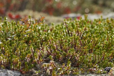 Kuzey ormanı, güzel doğa.                                         