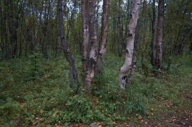 Kuzey ormanı, güzel doğa.                                         