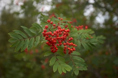 Kuzey ormanı, güzel doğa.                                         
