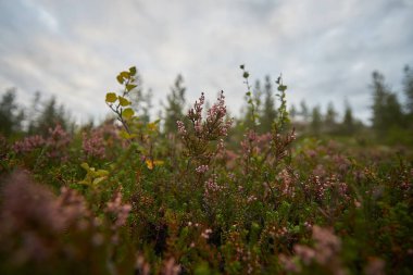 Kuzey ormanı, güzel doğa.                                         
