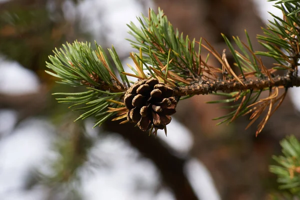 Noordelijk Bos Ochtendwandeling Natuur — Stockfoto