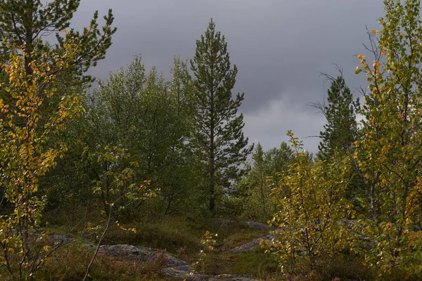 Nördlicher Wald Morgenspaziergang Der Natur — Stockfoto