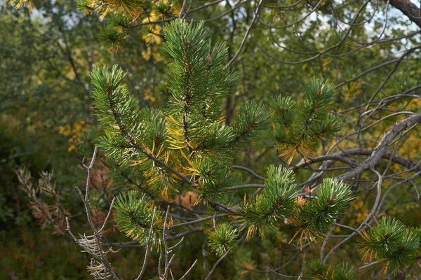 Northern Forest Morning Walk Nature — Stock Photo, Image