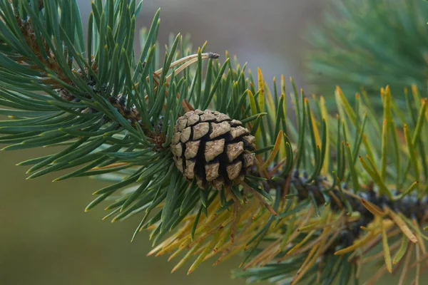 Nördlicher Wald Schöne Natur — Stockfoto