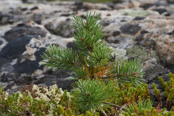 Norra Skogen Vacker Natur — Stockfoto