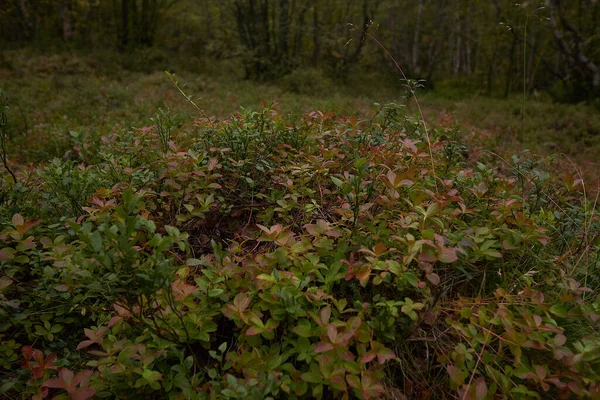 Northern Forest Beautiful Nature — Stock Photo, Image