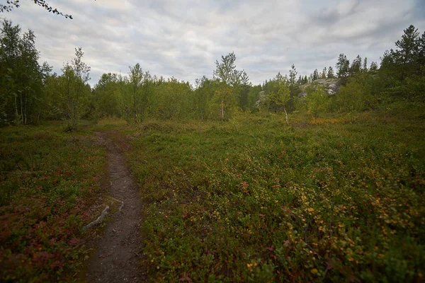 Norra Skogen Vacker Natur — Stockfoto