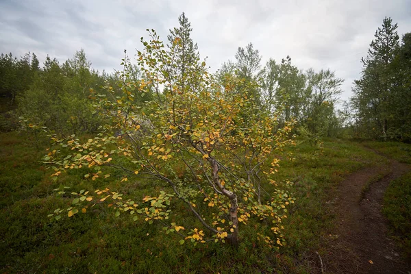 Nördlicher Wald Schöne Natur — Stockfoto