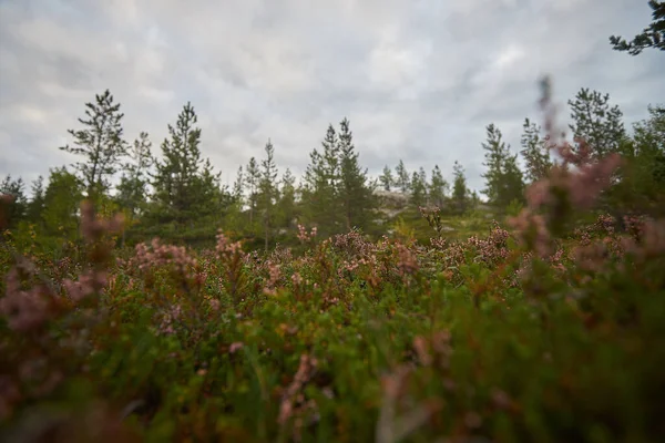 Nördlicher Wald Schöne Natur — Stockfoto