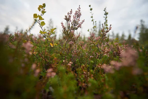 Bosque Del Norte Hermosa Naturaleza — Foto de Stock