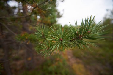 Kuzey ormanı, güzel doğa.                                         
