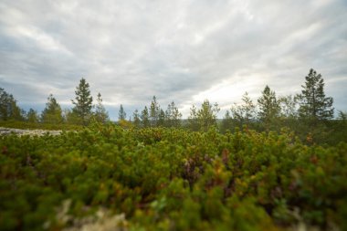 Kuzey ormanı, güzel doğa.                               