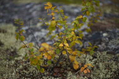 Kuzey ormanı, güzel doğa.                               
