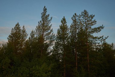Kuzey ormanı, güzel doğa.                               