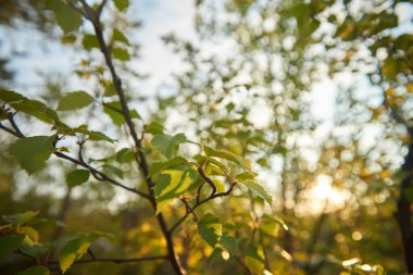 Kuzey ormanı, güzel doğa.                             