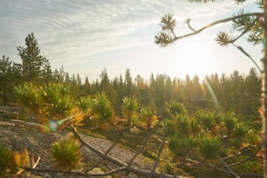  Kuzey ormanı, güzel doğa.                              